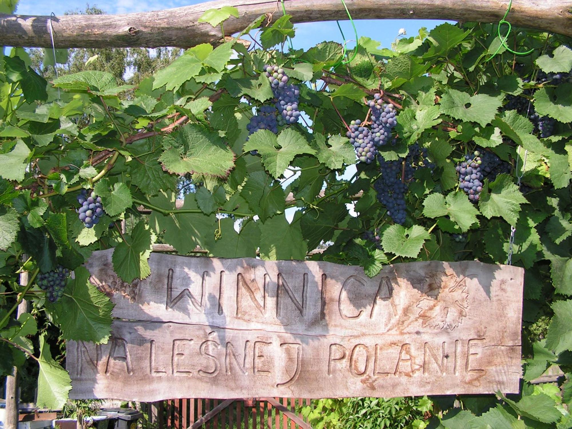 Winnica Na Lesnej Polanie Zabor エクステリア 写真
